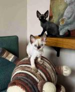 Well-socialized Doven Rex kittens available